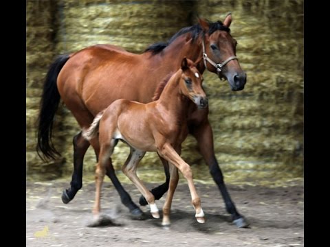 Dorée - Stutfohlen von Dimaggio x Guzzi