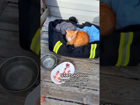 Мужчина спас орлицу, а его кот стал папой для орлят