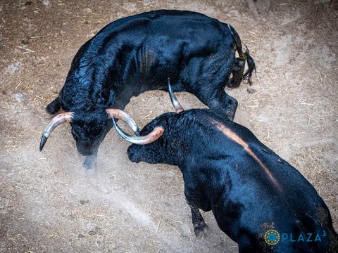 Desembarque de los toros de Cuadri para este domingo en Las Ventas