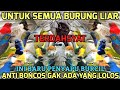 TERDAHSYAT Suara Pikat Semua Burung Kecil 100 AMPUH Bikin KWALAHAN Panen 2025