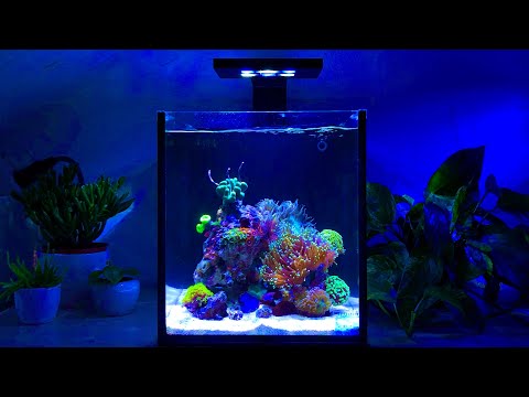 Nano Reef Tank Update Month Three (No Skimmer)
