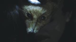 Music video thumbnail preview for EFTERKLANG / FUNDAL - IMAGERY of PERFECTION by Efterklang