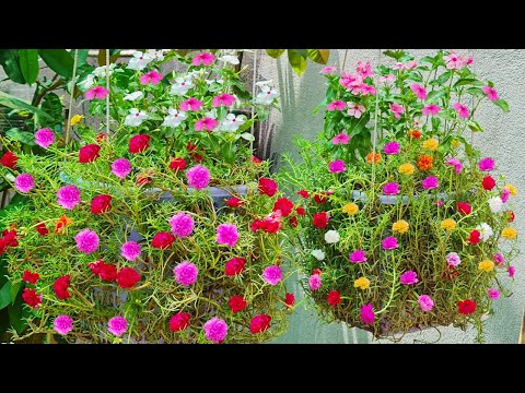 Making a beautiful waterfall garden Portulaca Moss Rose from plastic bottles for small garden