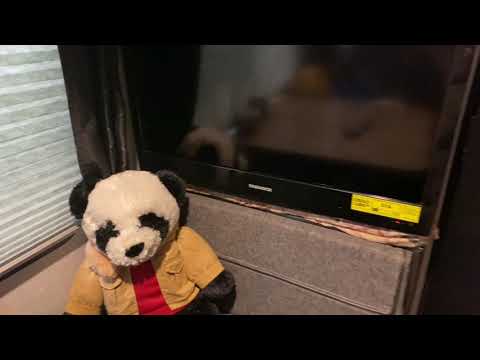 📺 Max TV Size for Wolf Pup 16FQ | Don’t Buy Before Watching! 🐺