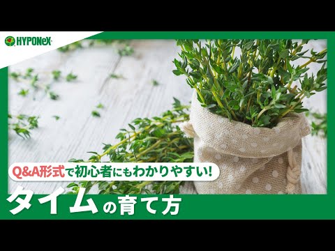 園芸 横たわるワイルドタイム、アーリータイム