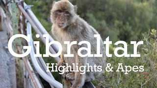 Gibraltar Highlights with Barbary Apes and babies