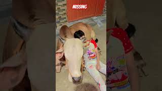 Download lagu #Missing my cow #youtube #cow 😔🥺😔#Missing🥺😔 mp3 Download lagu #Missing my cow #youtube #cow 😔🥺😔#Missing🥺😔 mp3