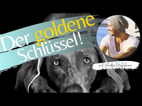 Der goldene Schlüssel für deine Hundeerziehung! Profi-Tipps!