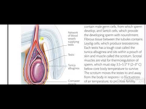 Male reproductive system
