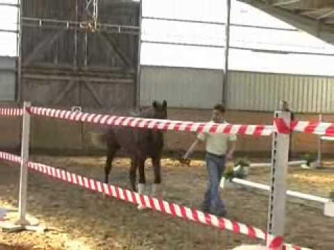 2010Belissimo Fidermark komplett