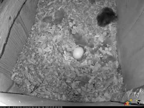 Barred Owls Are Back! With One Egg In Nest Box | Wild Birds Unlimited | Cornell Lab – March 9, 2020