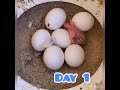 Rainbow Budgie from hatch day 1 to day 37