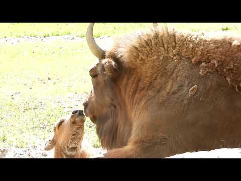 Visentit Ähtäri Zoo