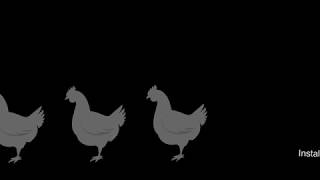 Video Funky Chicken Pumpovat (Lyrics video)