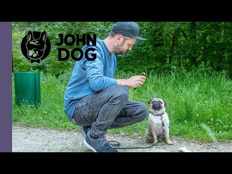 Jak oduczyć psa zjadania śmieci - CASE STUDY - John Dog