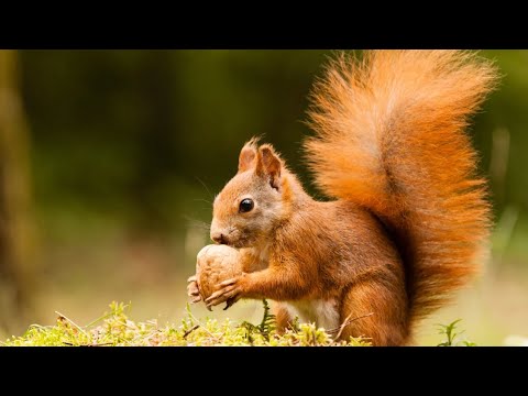VEVERICA 🐿️🐿️🐿️ NOVI EDUKATIVNI VIDEO ZA DECU ❤️