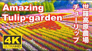 ［4K］Tulips in full bloom広島•世羅高原農場のチューリップ  Sera Kogen Farm 広島観光  JAPAN Hiroshima