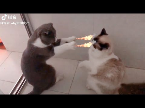 Try Not To Laugh Challenge - Funny Cat & Dog Vines compilation