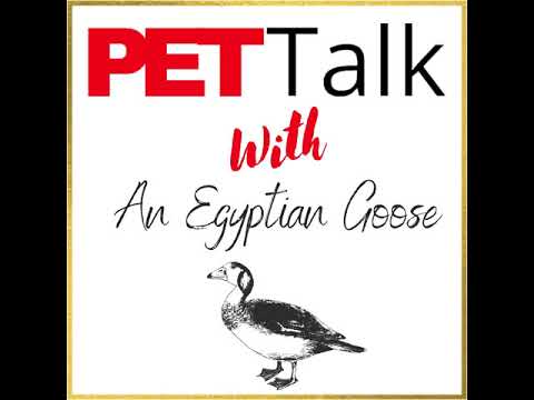 PET Talks Egyptian Goose Anna Foynes