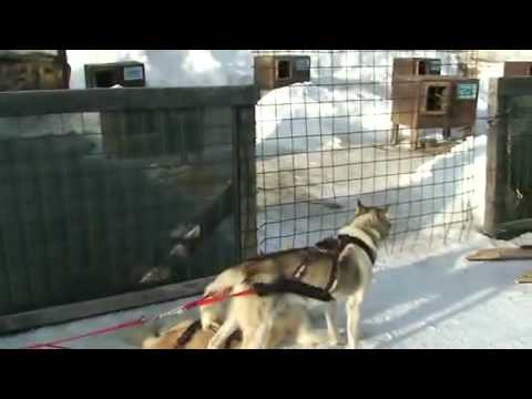 Bormio_2010_Dogs_2.mp4