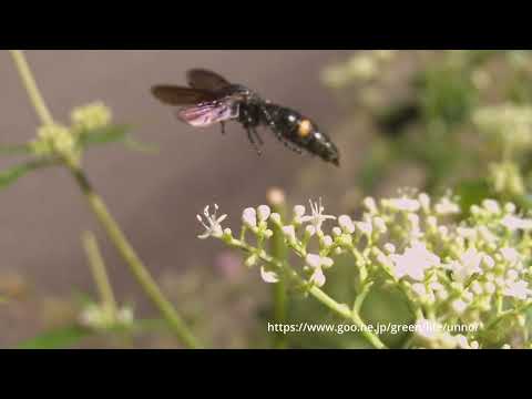 キオビツチバチの飛翔66倍スロー