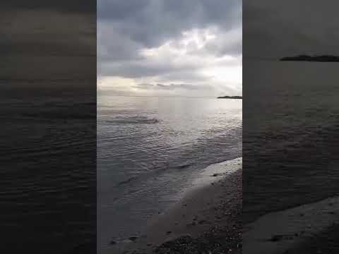 Navitas beach swimming dog