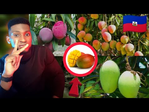 Lèw reve mango lèw reve wap keyi mango lèw reve wap manje mango lèw reve wap vann mango me kisa yo v