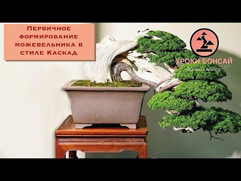 Бонсай из можжевельника. Первичное формирование бонсай из можжевельника.