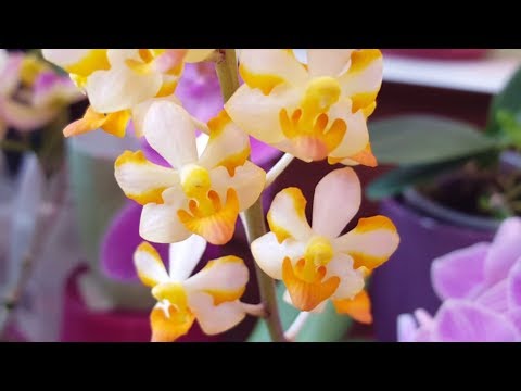 #GVOS2020 Asc. miniatum x Doritis pulcherrima