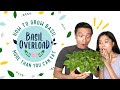 Basil Overload - How to Grow Basil More Than You Can Eat - EP4