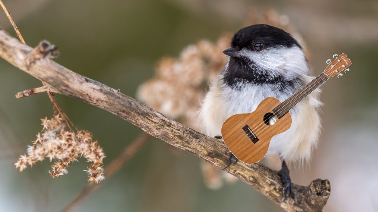 Promotional video thumbnail 3 for Asher Valley - Plucked Strings Performer