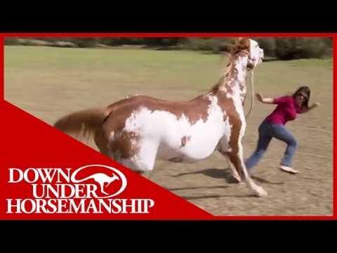 Once Bitten Twice Shy: How to Train a Dangerous, Dominant Horse