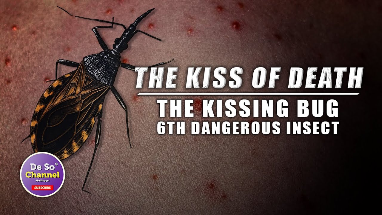 THE KISSING BUG 2022 | ALAMIN