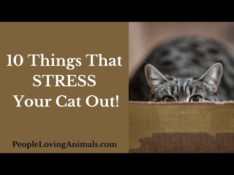 Why Your Cat is a Nervous Wreck - 10 Things that Stress Your Cat Out!  [Cat Stress]