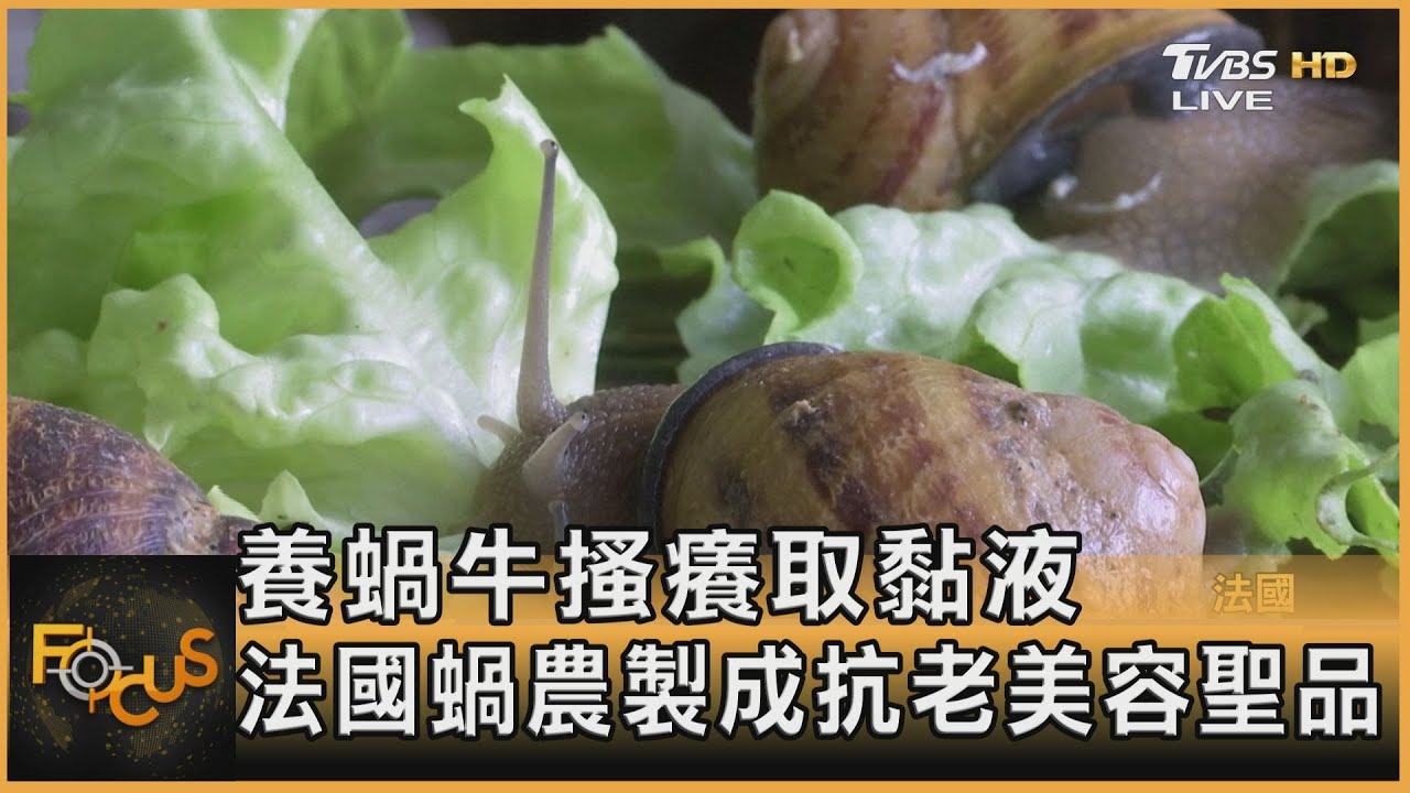 養蝸牛搔癢取黏液 法國蝸農製成抗老美容聖品