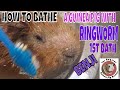 How To Treat Ringworm In Guinea Pigs New Rescue Pig S First Treatment Bath