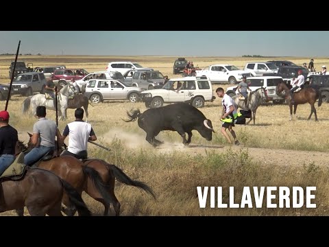 Encierro de Campo con Toros Bravos Villaverde de Medina 2022