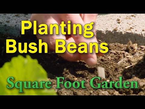 Planting Bush Beans in the Square Foot Garden – This Week in the Garden