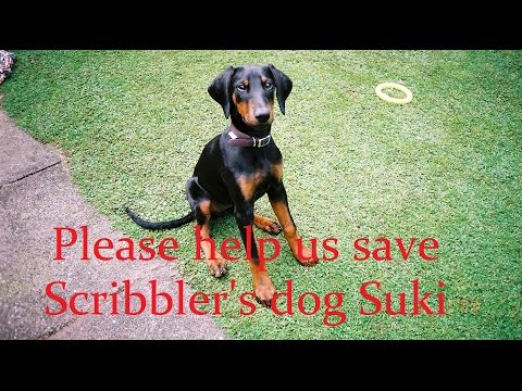 Please help Scribbler's dear dog Suki