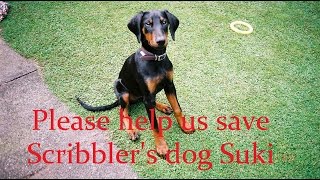 Please help Scribbler's dear dog Suki