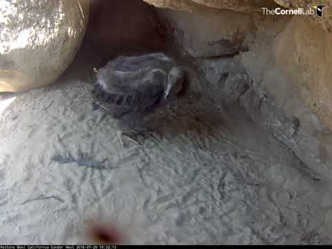 Condor Chick Enters View, Looks at Camera – July 20, 2018