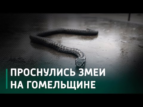 На Гомельщине проснулись и повыползали гадюки видео