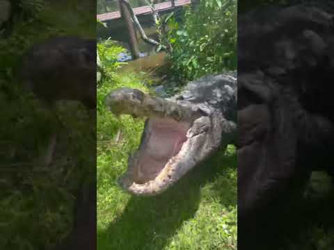 Jaws the Excited Alligator‼️ #gatorland #hurricaneian