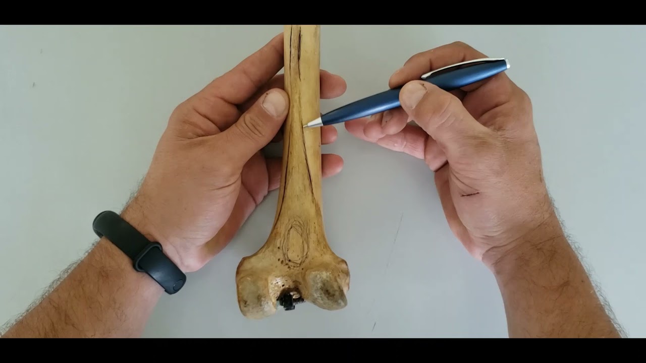 VÍDEO AULA PRÁTICA OSSOS DE MEMBRO INFERIOR PARTE 2 - FÊMUR E PATELA