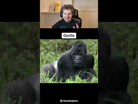 How Animals Yawn