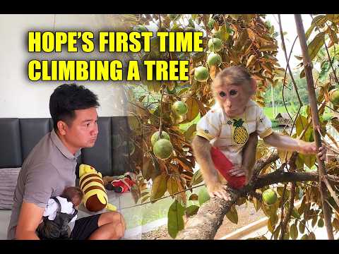 Hope the One-Legged Monkey Sneaks Out to Play!