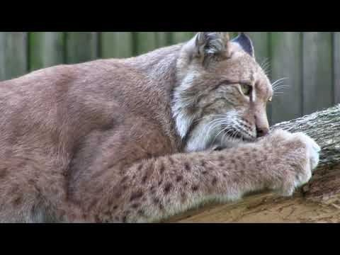 Erämaiden äänetön vaeltaja Ilves, Lynx lynx