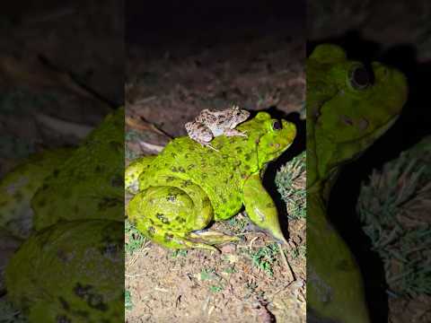 Catch frogs ting ting funny | Frogs make you laugh | catch frog funny | Frog and Toad #shorts