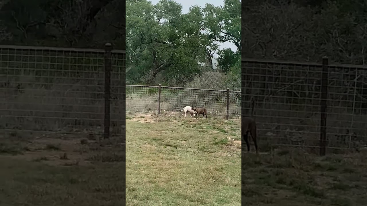 Granger, a Adoptable mixed breed in San Antonio , TX video 6/6