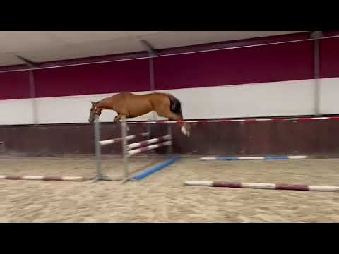 Dakar Vdl x zirocco blue 3yo